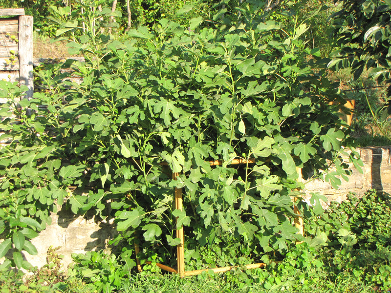 robinia-pro STRUIKSTEUN rechthoek