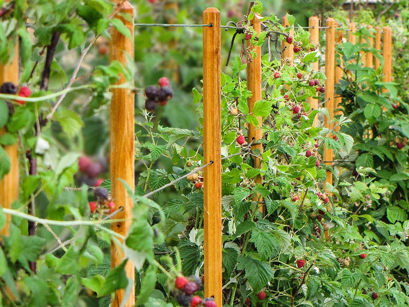 robinia-pro KLIMHULPSET