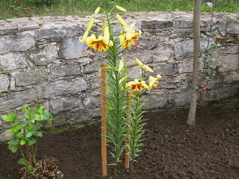 robinia-pro KLIMHULPSET