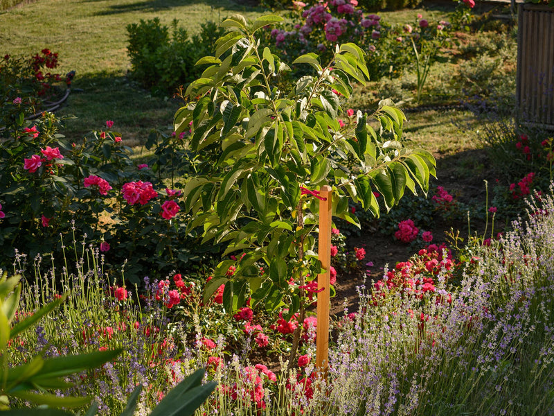 robinia-pro KLIMHULPSET