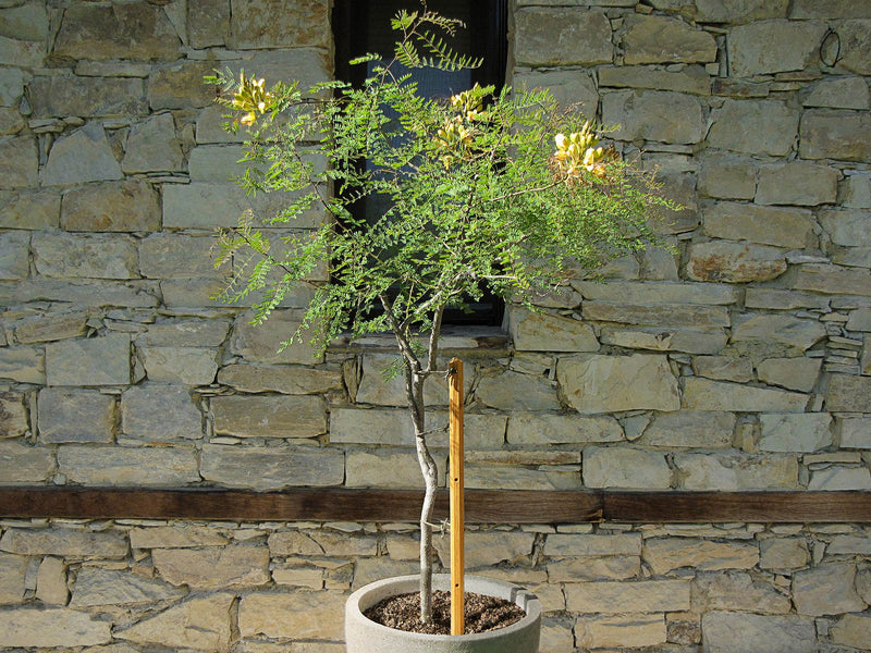 robinia-pro KLIMHULPSET