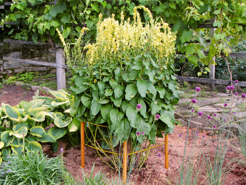 robinia-pro KLIMHULPSET