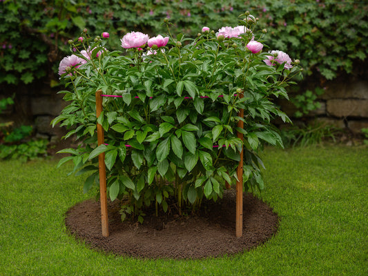 robinia-pro PLANTENSTEUN voor pioenrozen, dahlia's en andere vaste planten