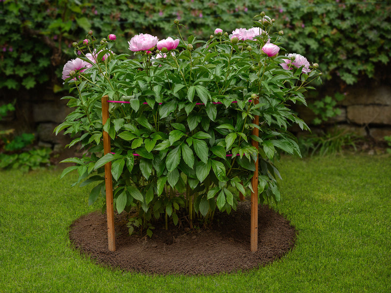 robinia-pro KLIMHULPSET