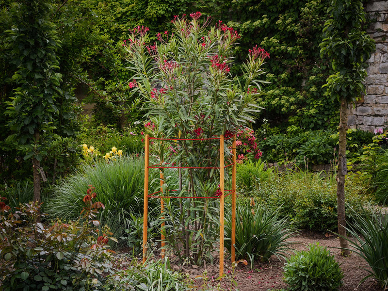 robinia-pro KLIMHULPSET