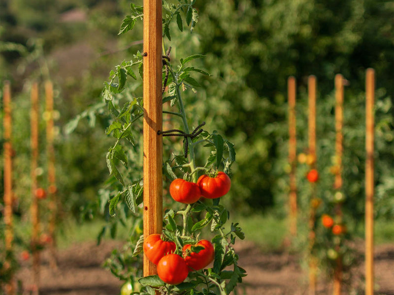 robinia-pro TOMATENSTOKKEN